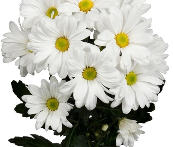 Spray Chrys Daisy White Coconut Spray (Pompoms) Chrysanthemum